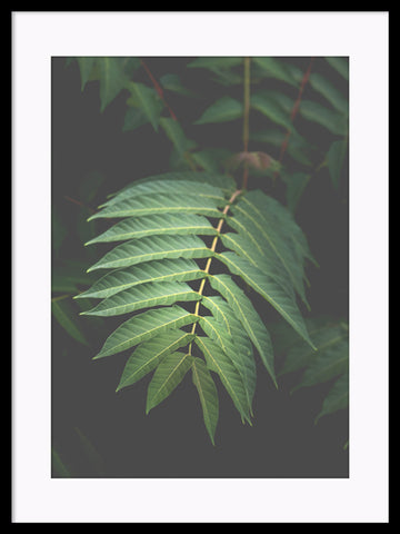 The Bean - Palm Fronds Leaves Poster