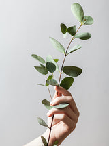 Hand on The Plant Poster
