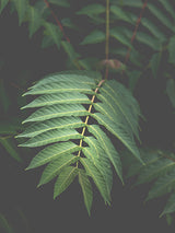 Palm Fronds Leaves Poster
