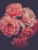 Floral Pink Roses Poster