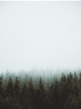 Nature Forest Woods Poster