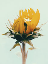 Floral Sunflower Bloom Poster